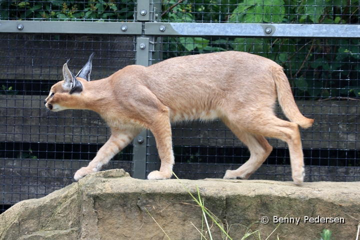 karakal IMG_9248.jpg - Karakal (Caracal caracal)